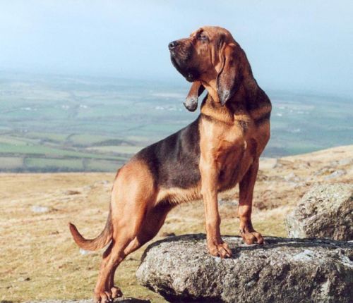 Sanft Joyful of Farlap on Dartmoor